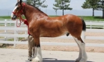Cleidesdal horse